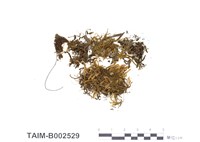 藏品(齒鞭廣萼蘚)的圖片